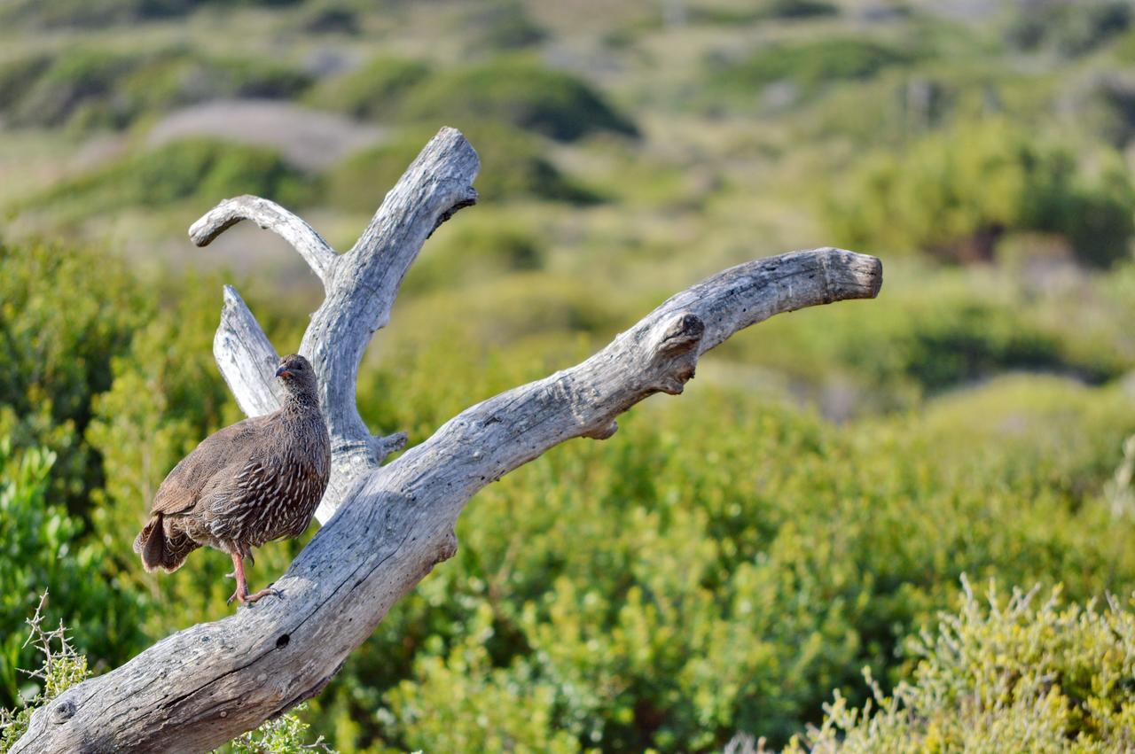 Gouritzmond Gourikwa Nature Reserve المظهر الخارجي الصورة